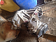  ff1 duratec rocam 8v: sJDnnHkBDqM